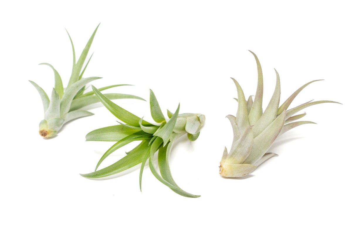 Large Tillandsia Abdita Brachycaulos Air Plants / 5 - 6 Inch Plants - Ed's Plant Shop
