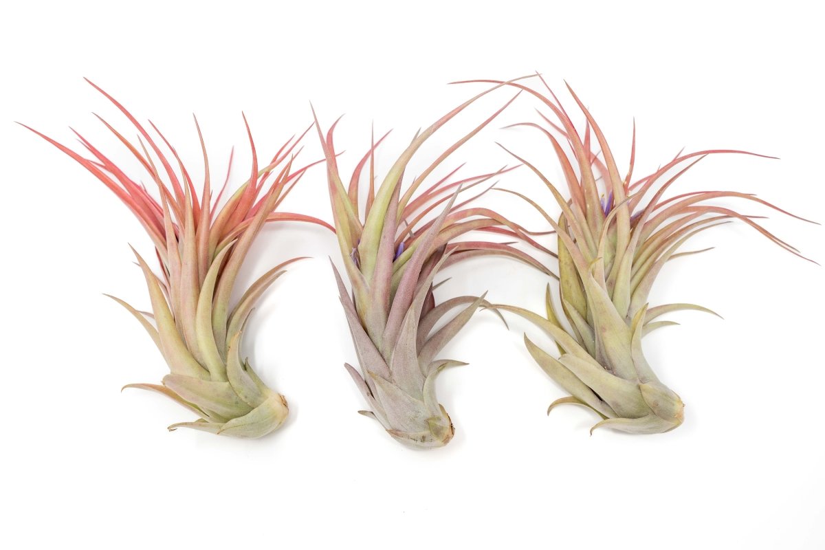 Large Tillandsia Abdita Brachycaulos Air Plants / 5 - 6 Inch Plants - Ed's Plant Shop
