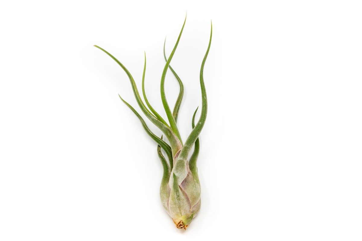 Large Tillandsia Air Plant Variety Pack - 5 Big Plants - Ed's Plant Shop