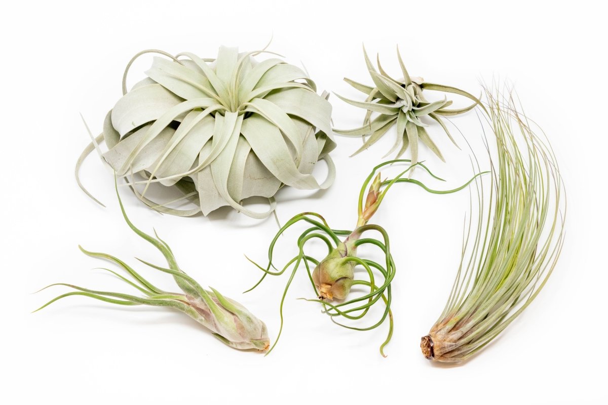 Large Tillandsia Air Plant Variety Pack - 5 Big Plants - Ed's Plant Shop