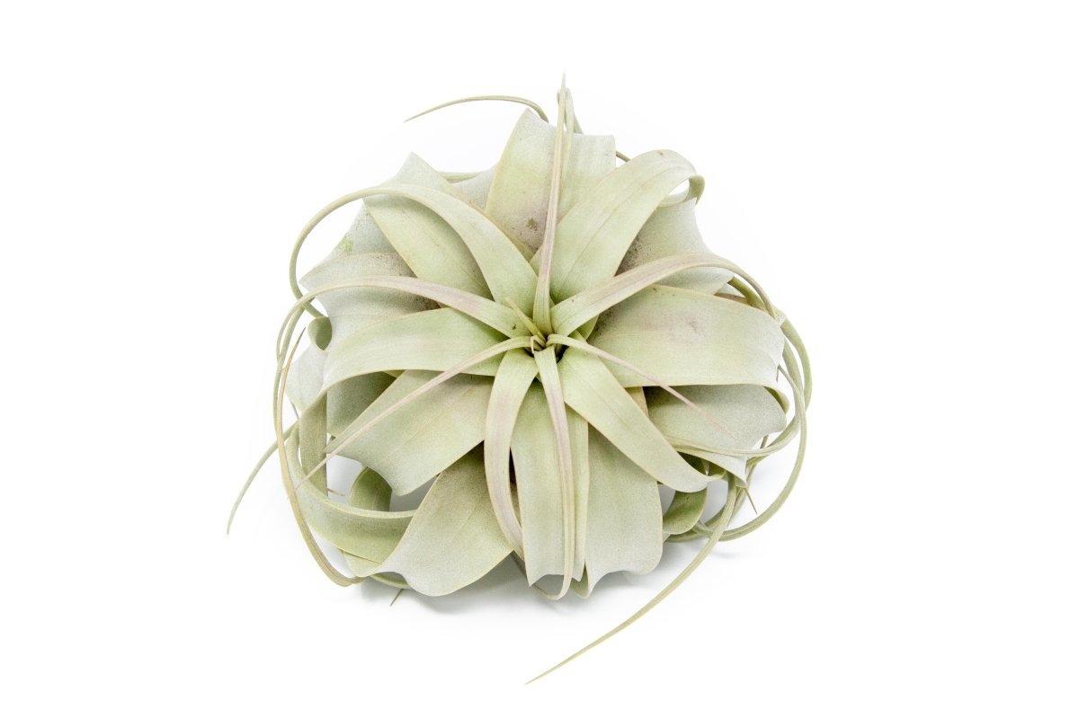 Large Tillandsia Air Plant Variety Pack - 5 Big Plants - Ed's Plant Shop