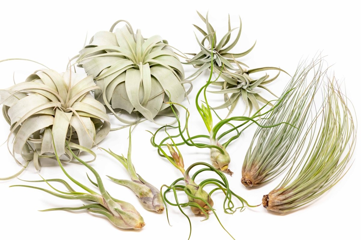 Large Tillandsia Air Plant Variety - Set of 10, 15, or 20 - 40% Off - Ed's Plant Shop