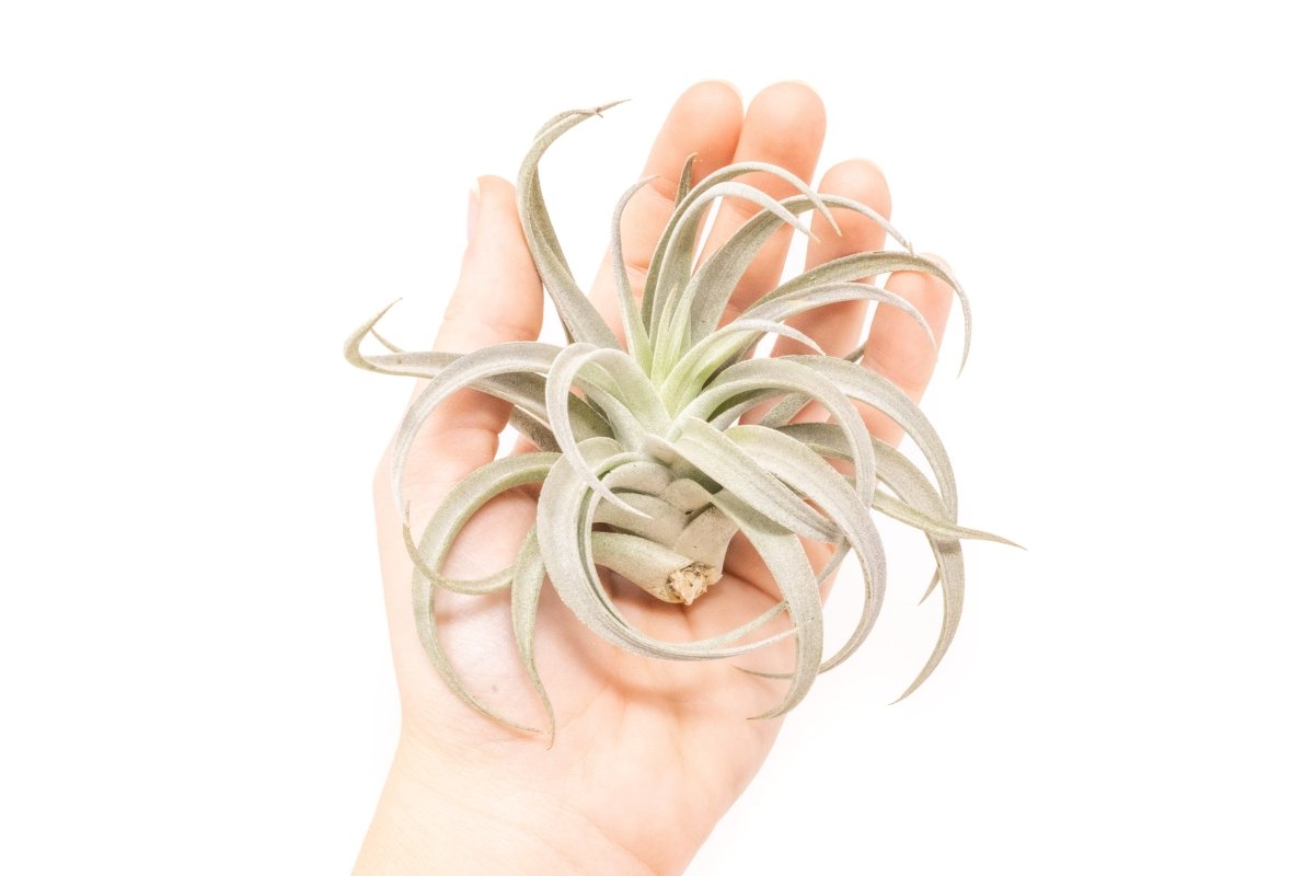 Large Tillandsia Air Plant Variety - Set of 10, 15, or 20 - 40% Off - Ed's Plant Shop
