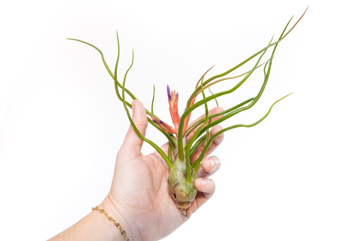 Large Tillandsia Air Plant Variety - Set of 10, 15, or 20 - 40% Off - Ed's Plant Shop