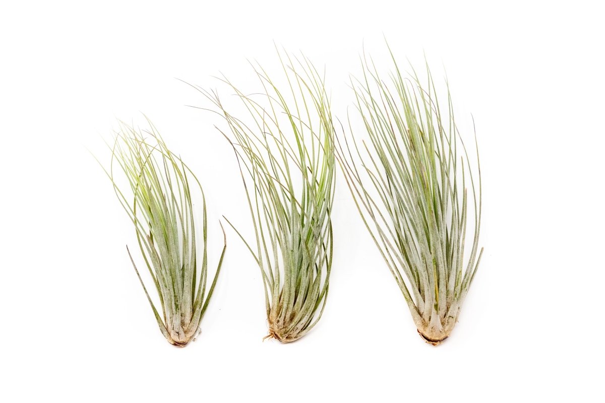 Large Tillandsia Juncea - Set of 10, 15 or 20 Air Plants - 50% Off - Ed's Plant Shop