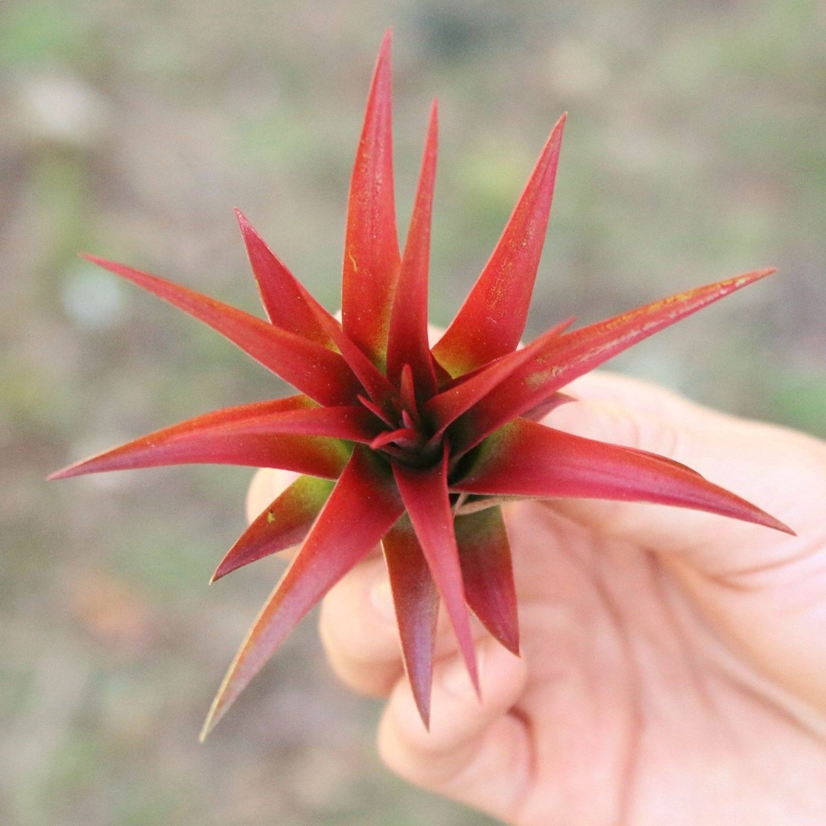 Large Tillandsia Red Abdita Air Plant - 1 Pack - Ed's Plant Shop