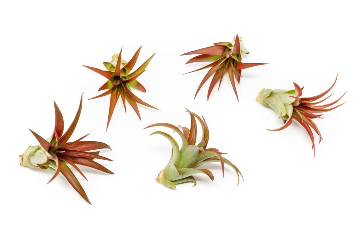Large Tillandsia Red Abdita Air Plant - 1 Pack - Ed's Plant Shop