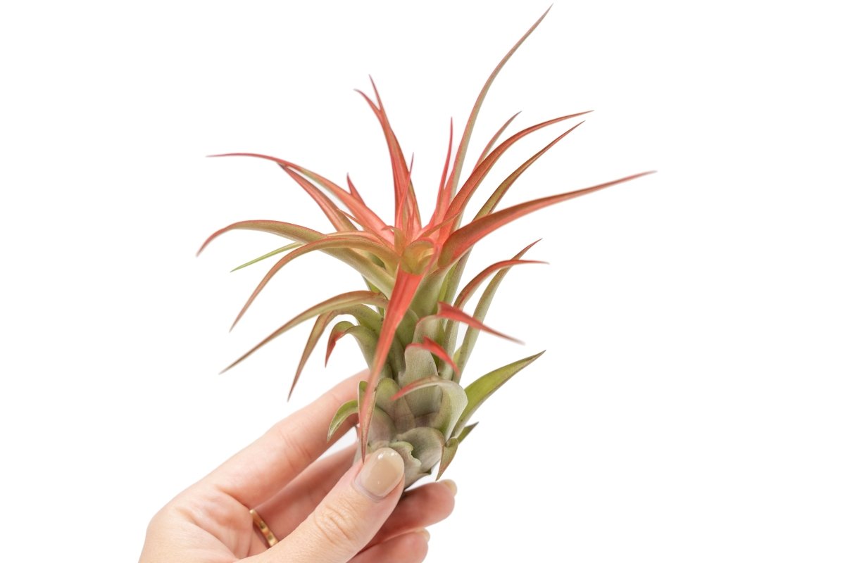 Large Tillandsia Red Abdita Air Plants / 5 - 6 Inch Plants - Ed's Plant Shop