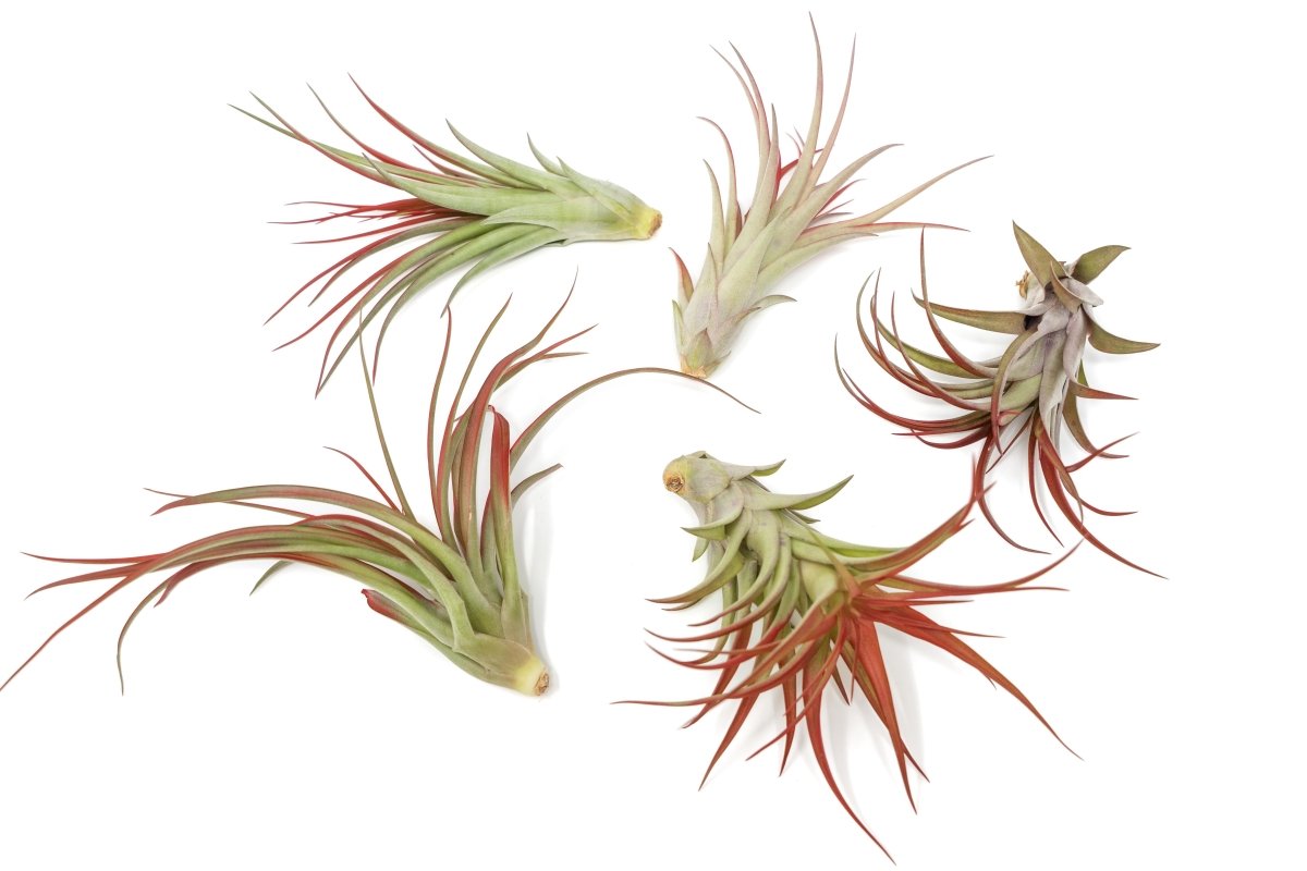 Large Tillandsia Red Abdita Air Plants / 5 - 6 Inch Plants - Ed's Plant Shop