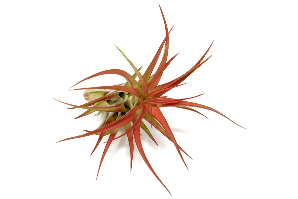 Large Tillandsia Red Abdita Air Plants / 5 - 6 Inch Plants - Ed's Plant Shop