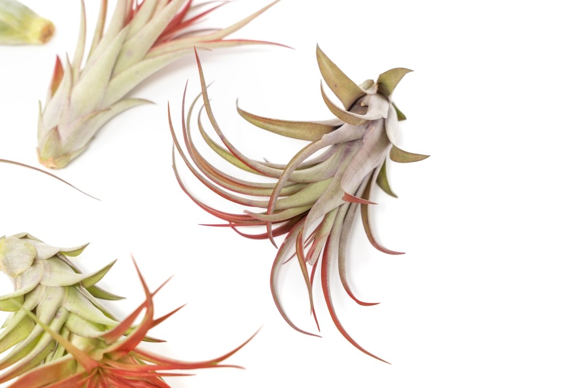 Large Tillandsia Red Abdita Air Plants / 5 - 6 Inch Plants - Ed's Plant Shop