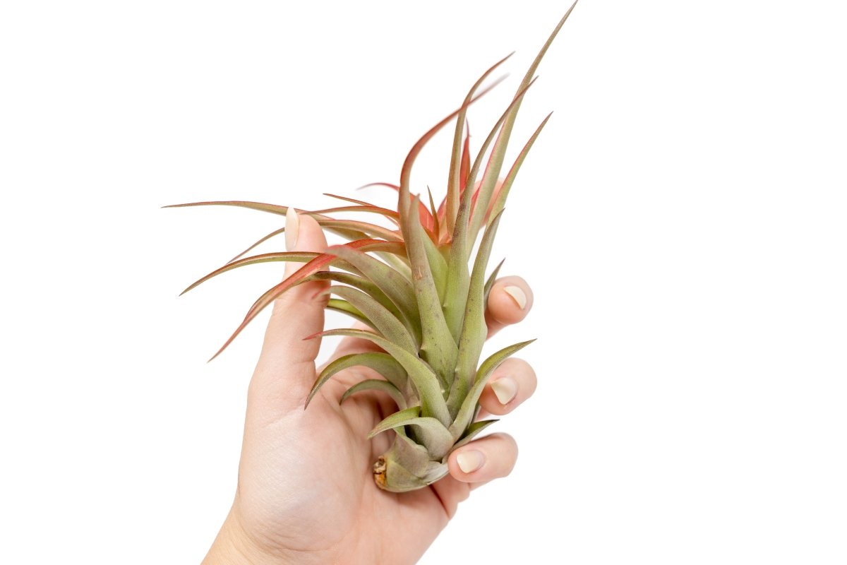 Large Tillandsia Red Abdita Air Plants / 5 - 6 Inch Plants - Ed's Plant Shop