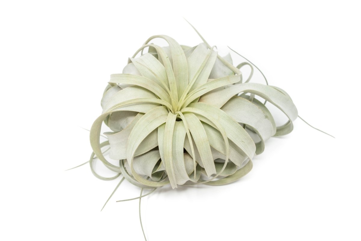 Large Tillandsia Xerographica + 1 Year Air Plant Fertilizer Pack - Ed's Plant Shop