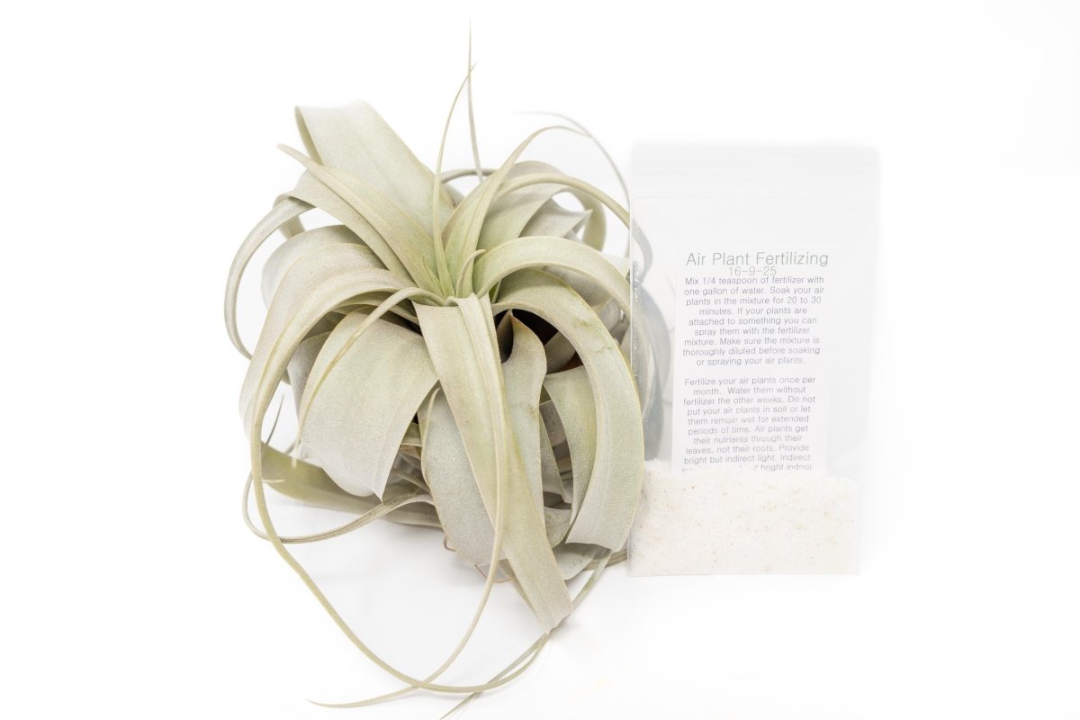 Large Tillandsia Xerographica + 1 Year Air Plant Fertilizer Pack - Ed's Plant Shop
