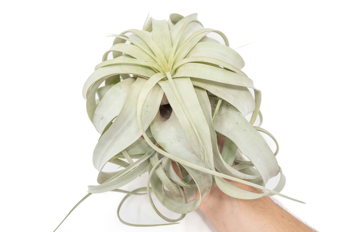 Large Tillandsia Xerographica + 1 Year Air Plant Fertilizer Pack - Ed's Plant Shop