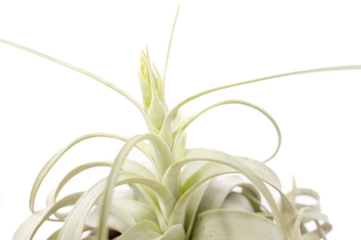 Close-up of Tillandsia xerographica air plant with silver-green curling leaves on white background.
