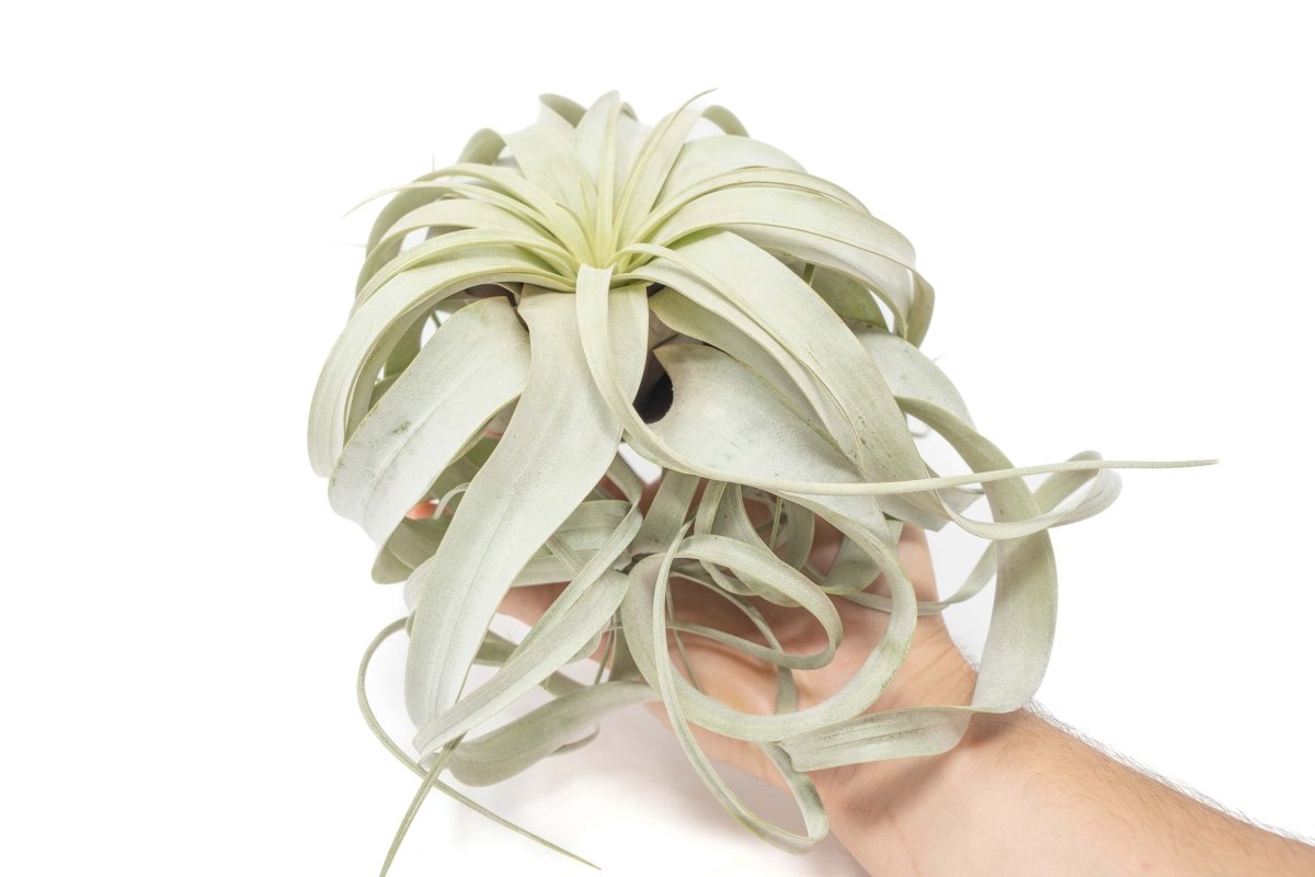Large Tillandsia Xerographica / 6 - 8 Inches Wide - Ed's Plant Shop