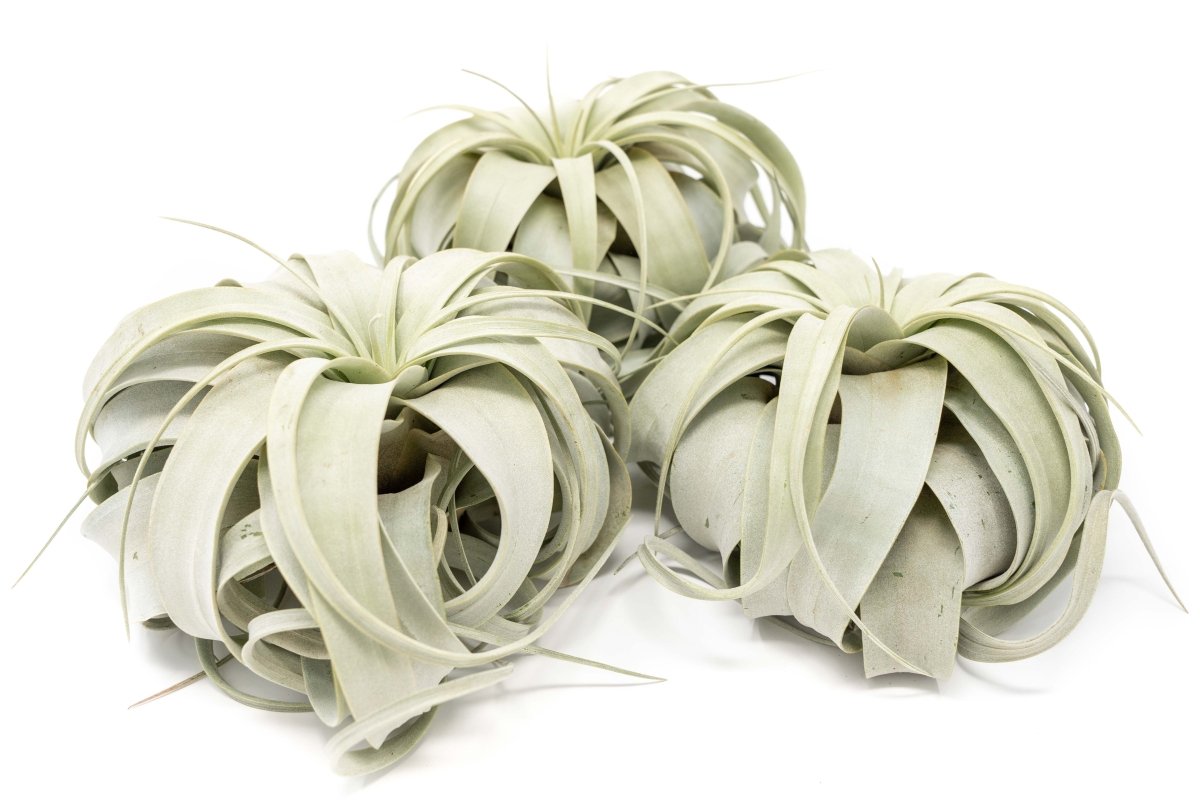 Large Tillandsia Xerographica / 6 - 8 Inches Wide - Ed's Plant Shop