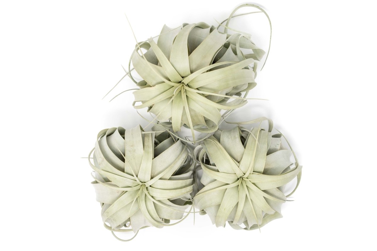 Large Tillandsia Xerographica / 6 - 8 Inches Wide - Ed's Plant Shop