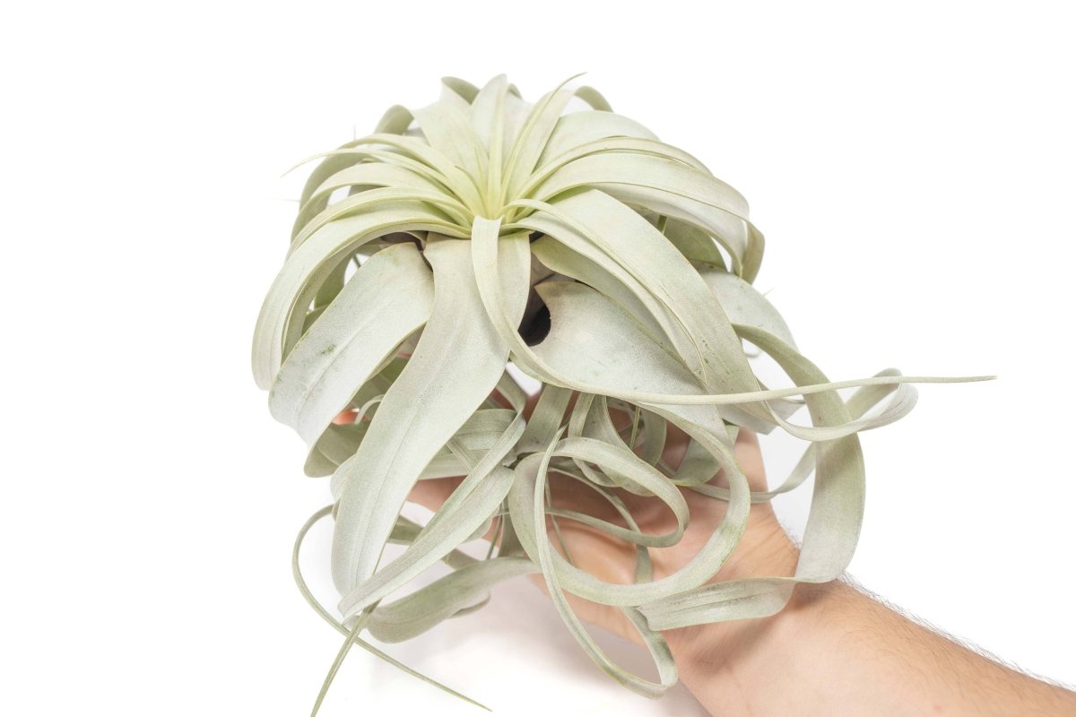 Top view of Tillandsia xerographica with spiraling pale green leaves arranged in a rosette.