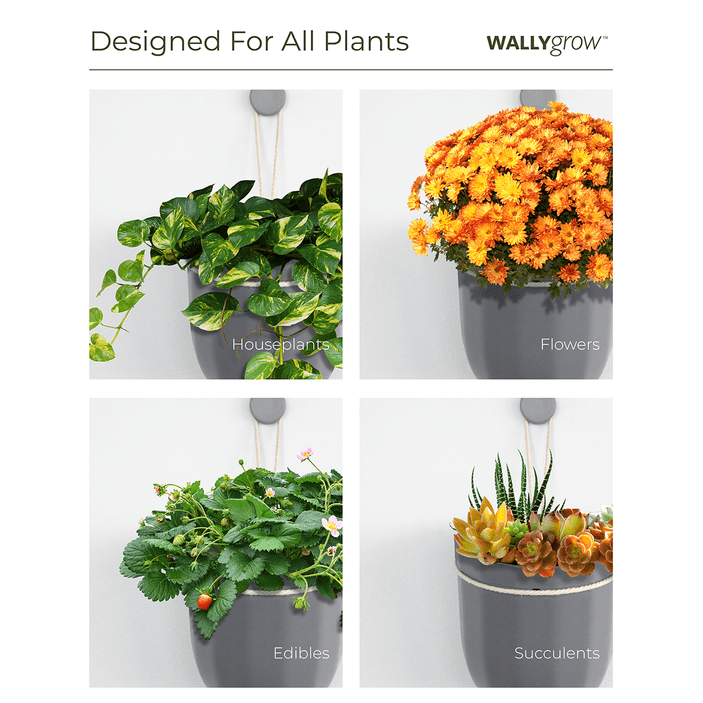 Hanging Basket Suggestions