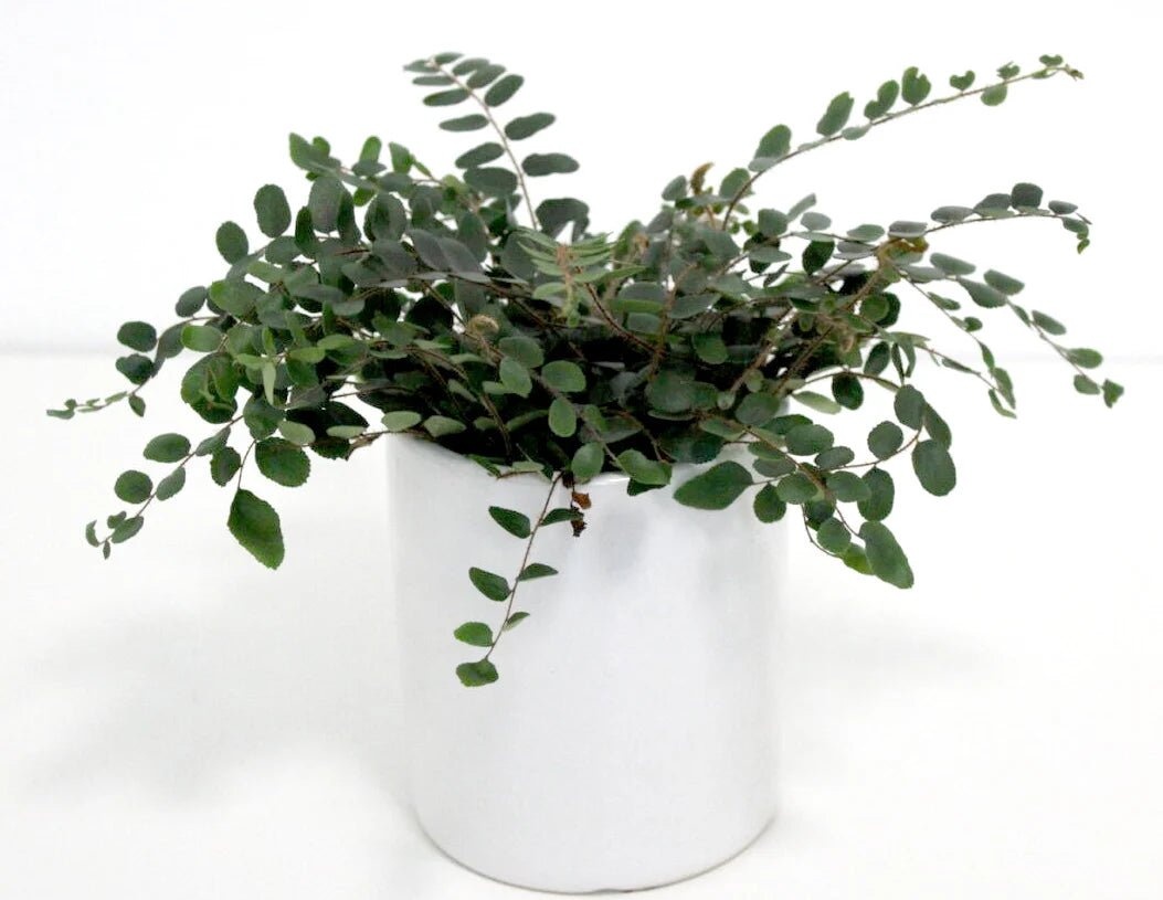 A small green trailing Lemon Button Fern plant with oval leaves arranged in a white cylindrical ceramic pot against a plain white background.