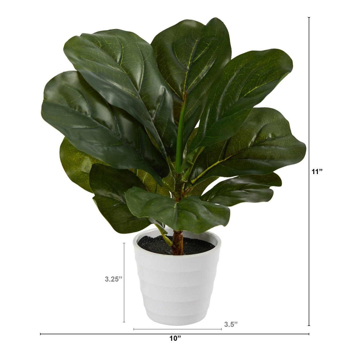 Realistic Fiddle Leaf FIg