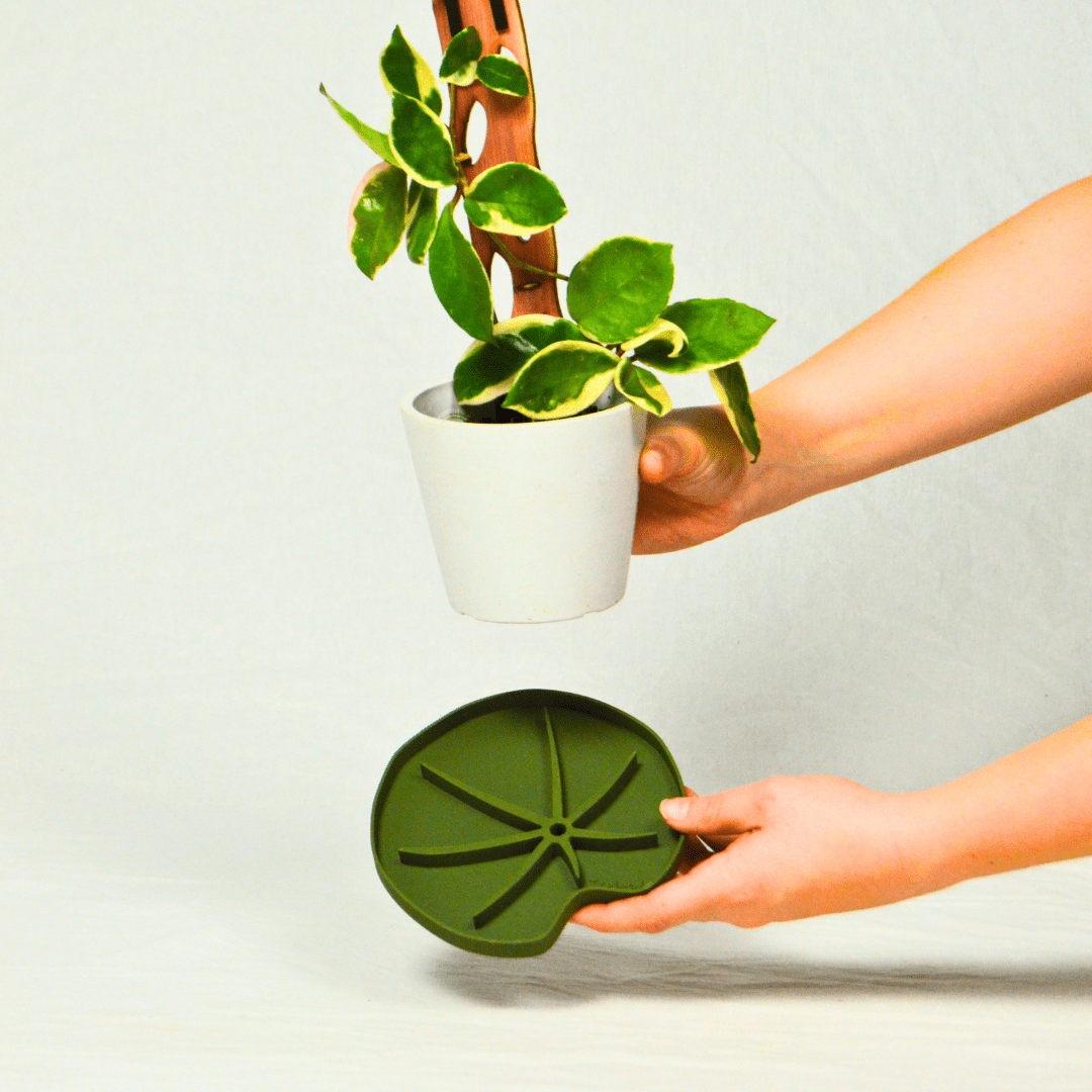 Lili Saucer – Stylish Lily Pad Plant Saucer for Drainage, Root Rot Prevention & Humidity - Ed's Plant Shop