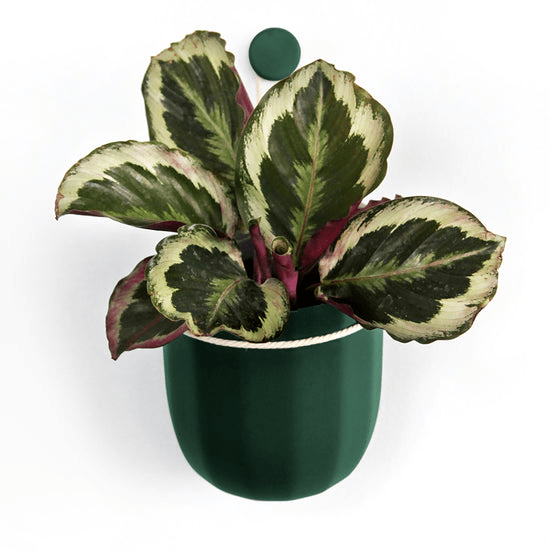 Loop Hanging Planter in Forest – Leak - Proof, 360° Drainage Hanging Pot - Ed's Plant Shop