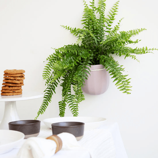 Loop Hanging Planter – Lavender (Self - Watering, Leak - Proof Design) - Ed's Plant Shop