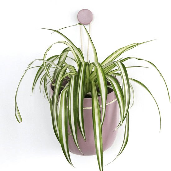 Loop Hanging Planter – Lavender (Self - Watering, Leak - Proof Design) - Ed's Plant Shop