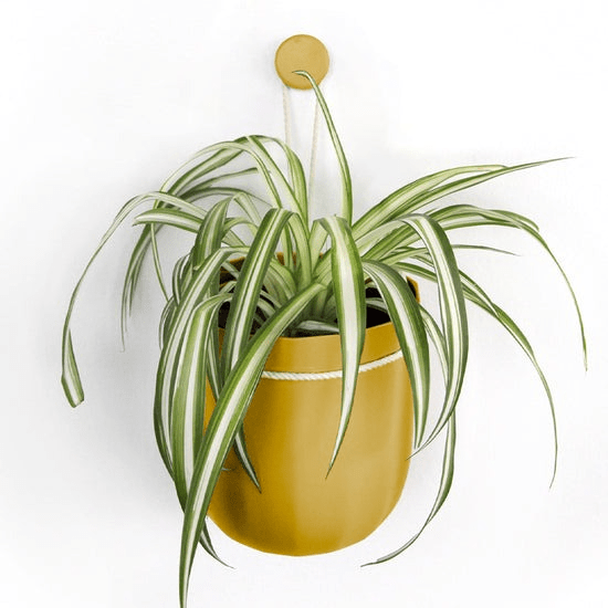 Loop Hanging Planter - No Leak Hanging Basket For Houseplants (Mustard)
