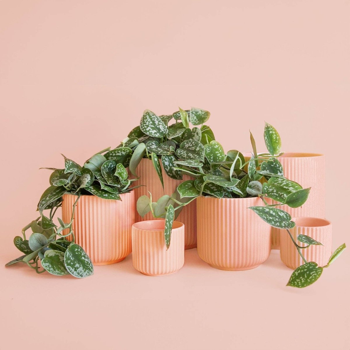 Lucy Planter | Petal Pink: 4.5 Inch - Ed's Plant Shop