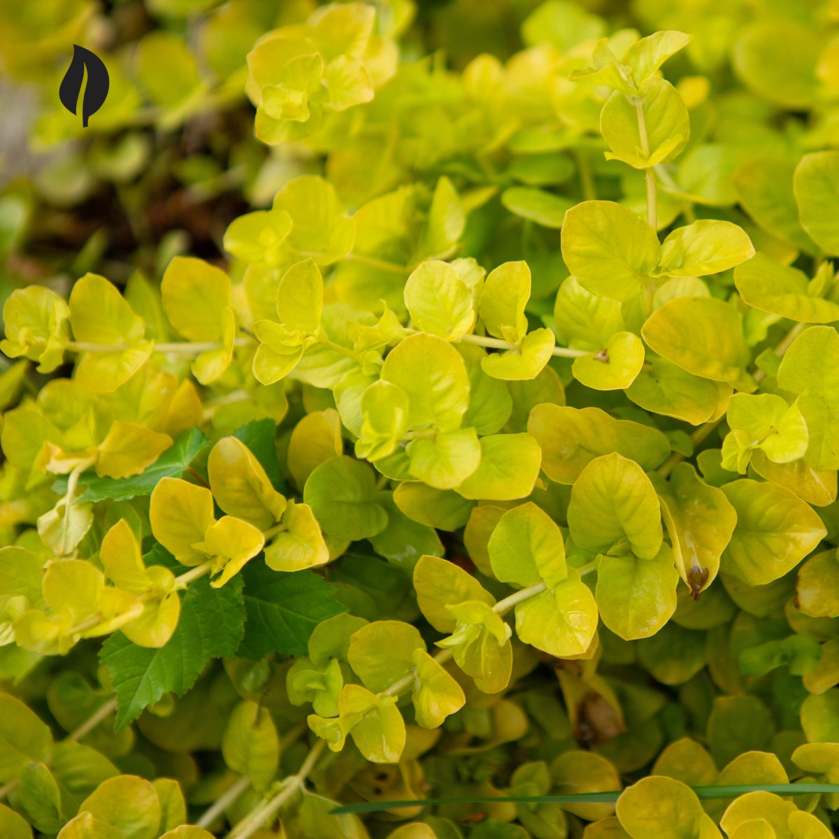 Lysimachia nummularia - Creeping Jenny - Various Sizes - Ed's Plant Shop