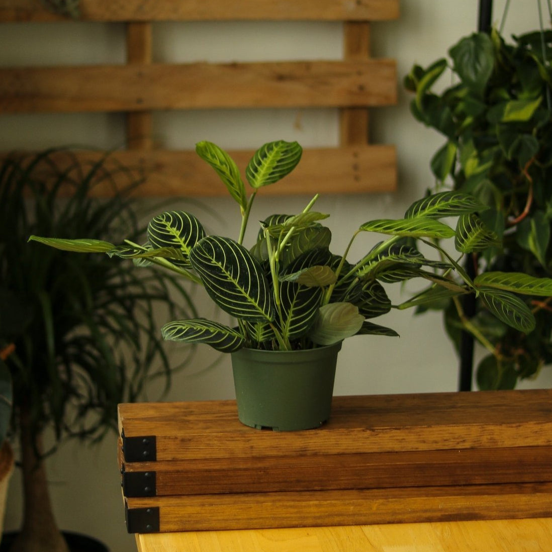 Maranta Leuconeura 'Lemon Lime Prayer Plant' - Ed's Plant Shop