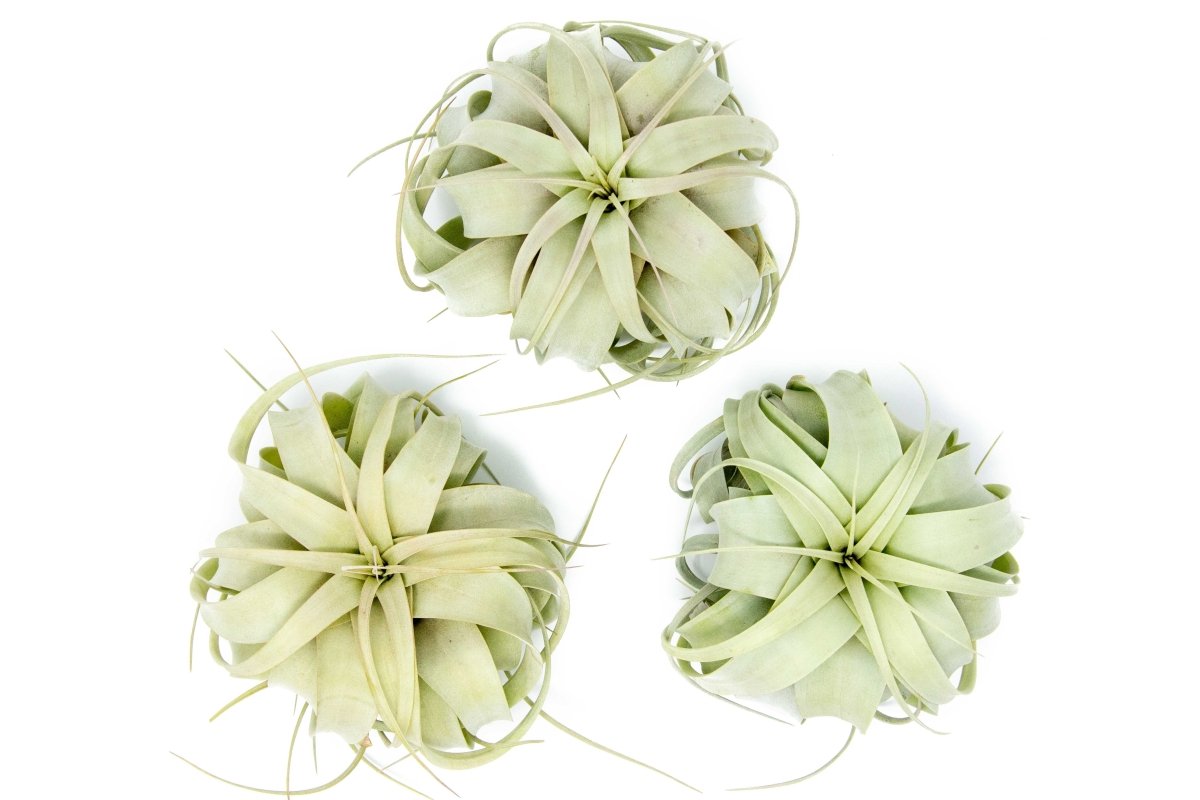 Medium Tillandsia Xerographica Air Plant / 5 - 6 Inches Wide - Ed's Plant Shop