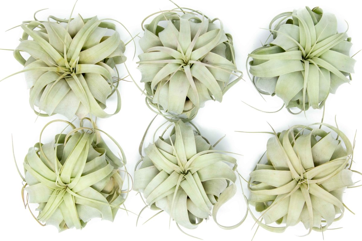 Medium Tillandsia Xerographica Air Plant / 5 - 6 Inches Wide - Ed's Plant Shop