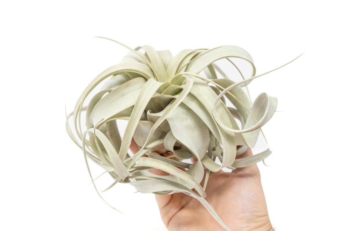 Medium Tillandsia Xerographica Air Plant / 5 - 6 Inches Wide - Ed's Plant Shop