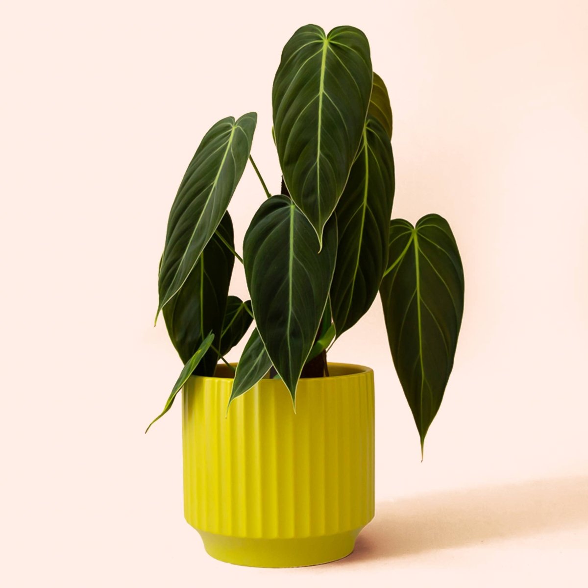 Monroe Planter | Palm : 4.5 inch - Ed's Plant Shop