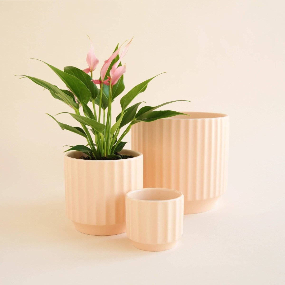 Monroe Planter | Vanilla - Ed's Plant Shop