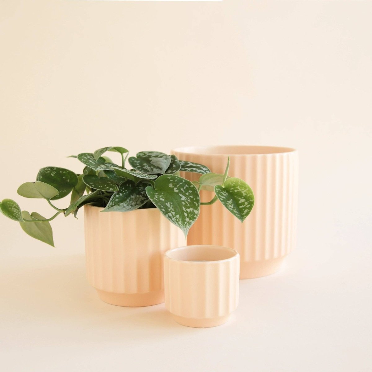 Monroe Planter | Vanilla - Ed's Plant Shop