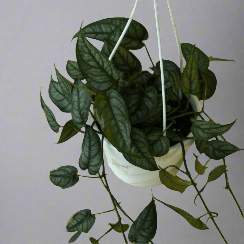 Monstera siltepecana - Silverleaf Monstera Hanging Basket - Ed's Plant Shop