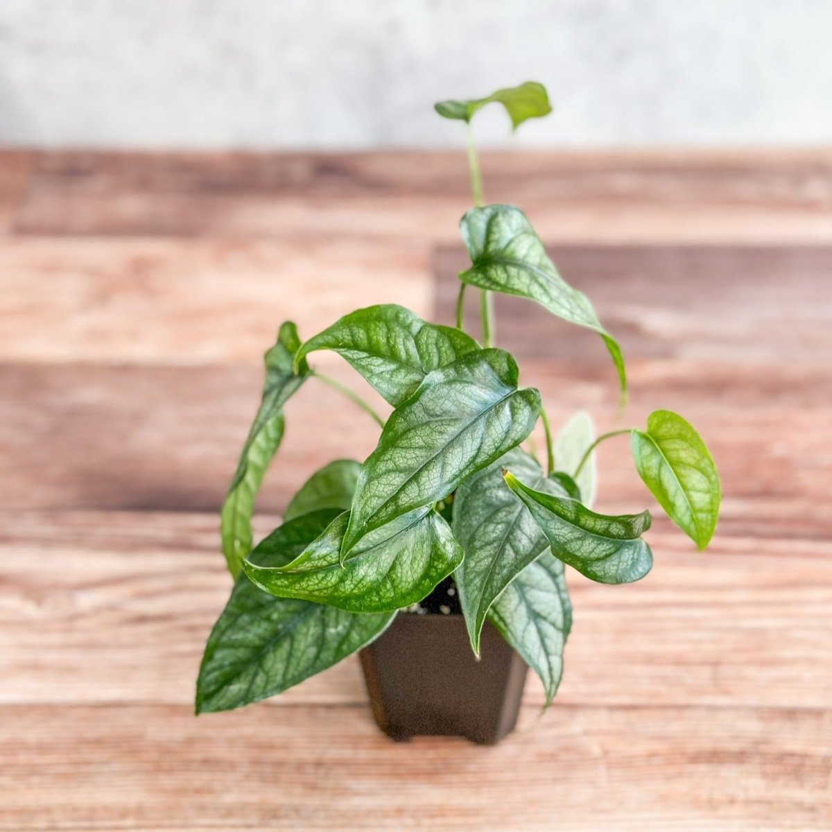 Silver Leaf Monstera with heart-shaped green and silver leaves in small black nursery pot.