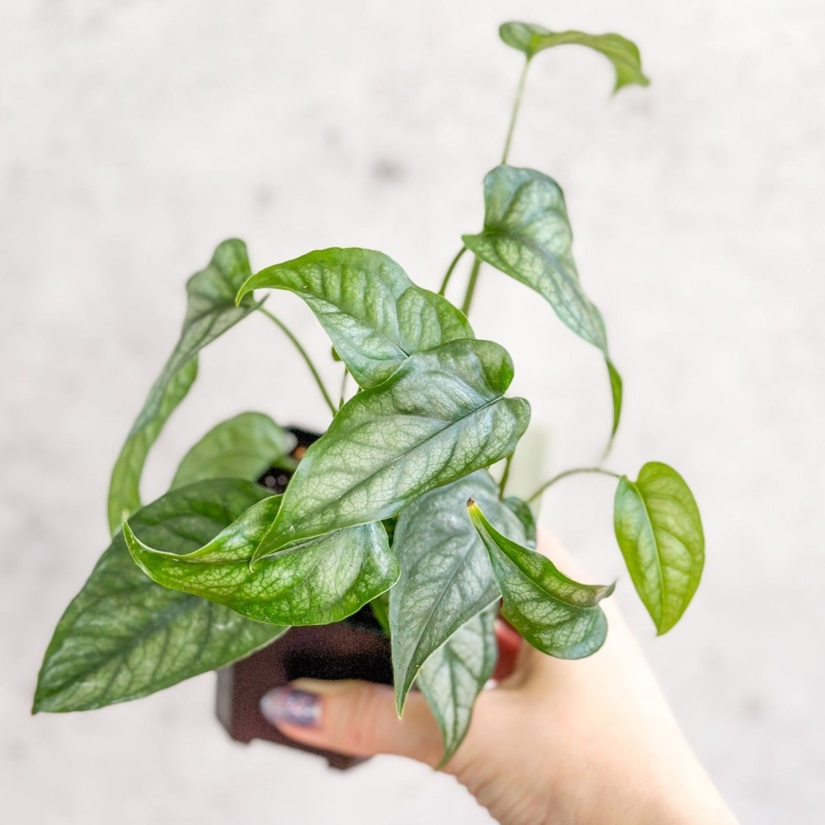 Monstera siltepecana plant with silver-green leaves held in hand against light background.