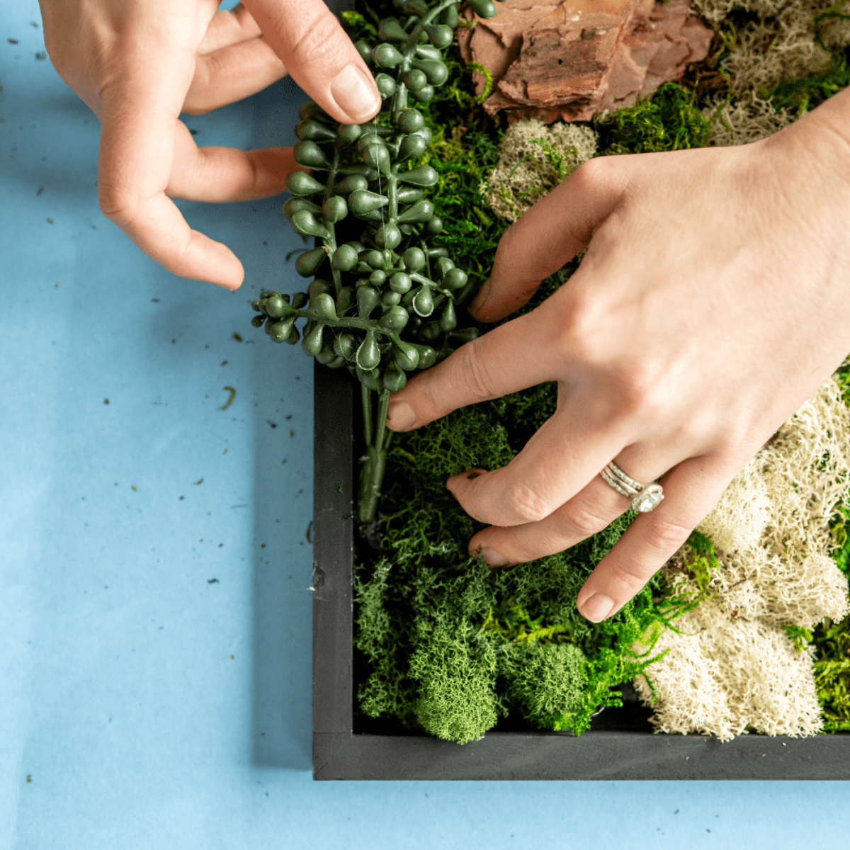 Moss Wall Kit - Ed's Plant Shop