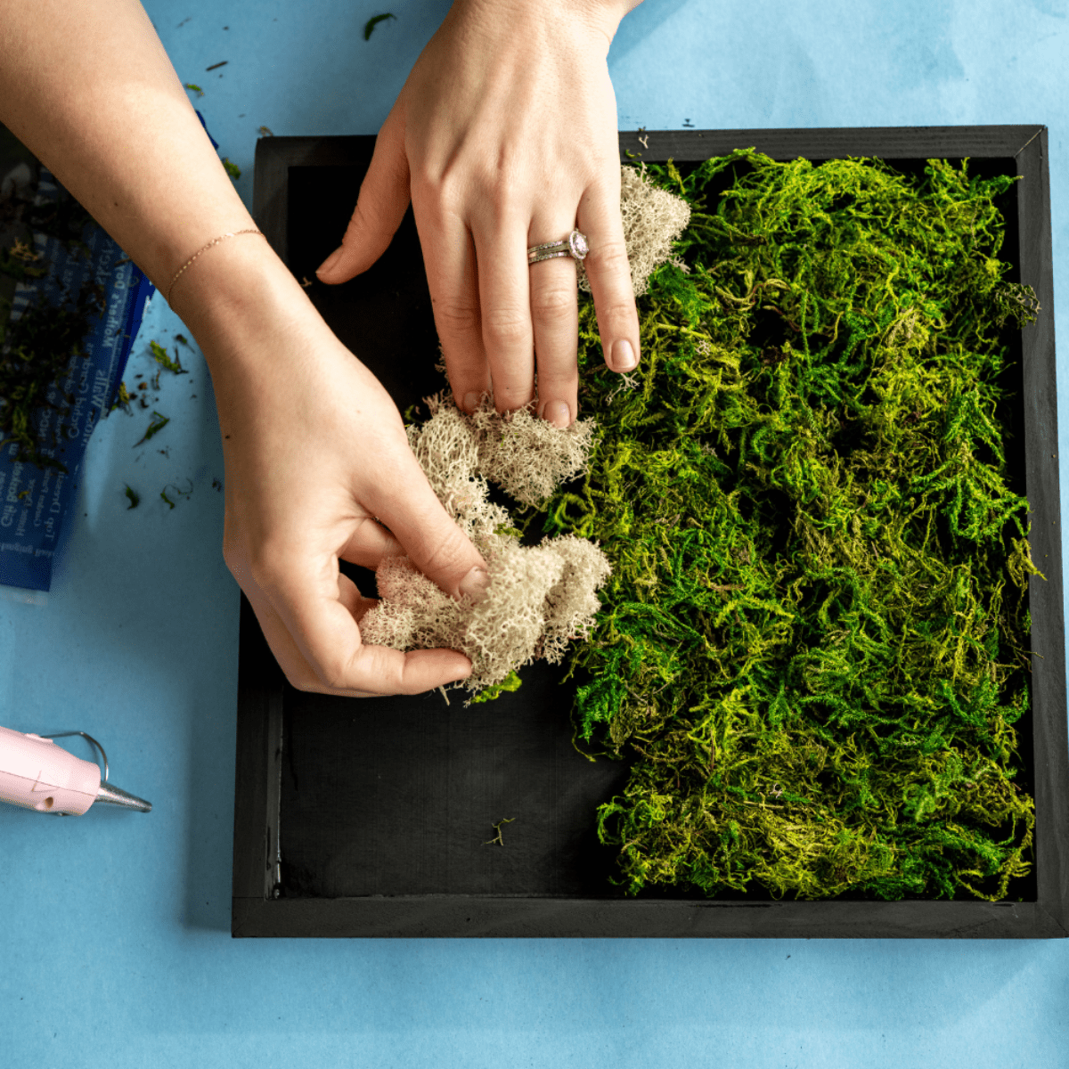 Moss Wall Kit - Ed's Plant Shop