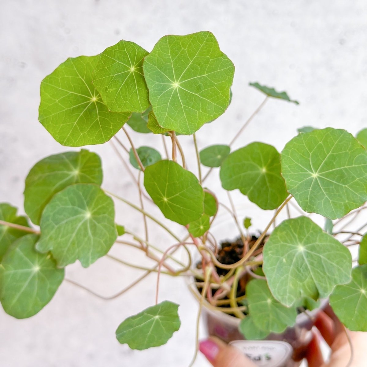 Nasturium - Tall Trailing Nasturitium Mix - Ed's Plant Shop