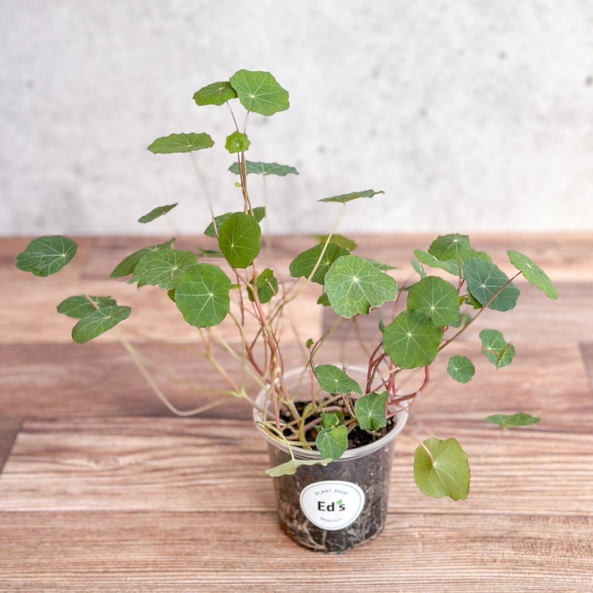 Nasturium - Tall Trailing Nasturitium Mix - Ed's Plant Shop