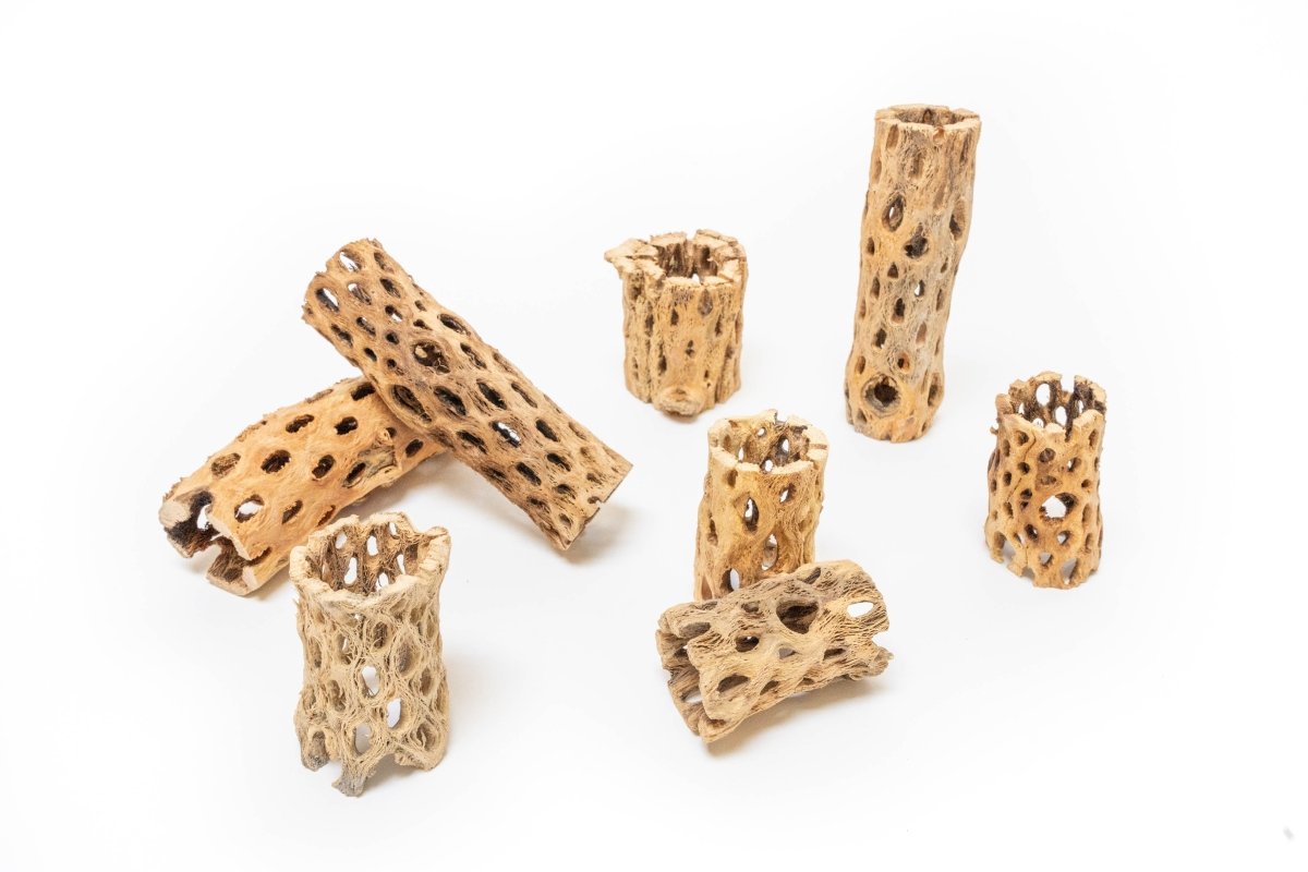 Natural Cholla Wood Container - 6 Inches Tall with Tillandsia Assorted Air Plants - Ed's Plant Shop