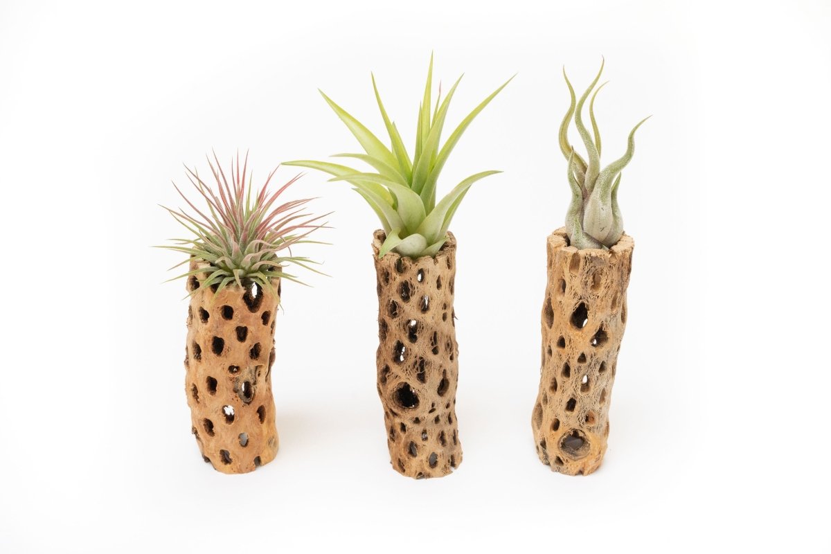 Natural Cholla Wood Container - 6 Inches Tall with Tillandsia Assorted Air Plants - Ed's Plant Shop